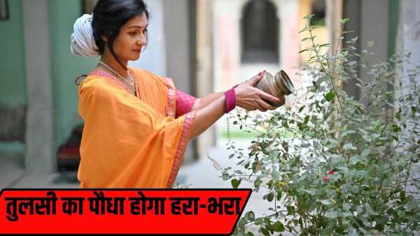 Plant Care Tips: Basil plant dries up due to these 5 mistakes, make it green again like this