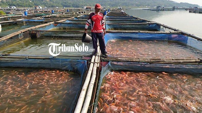 Ilustrasi ikan nila di karamba apung Waduk Gajah Mungkur Wonogiri.