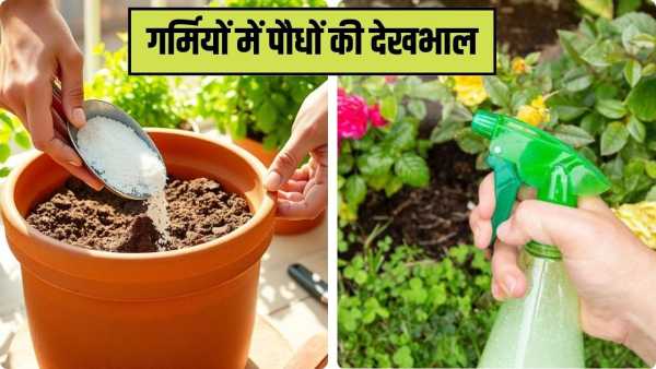 Summer Plant Care: 5 different types of fertilizers and sprays for plant care in summer, can be prepared at home.