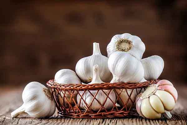Garlic
