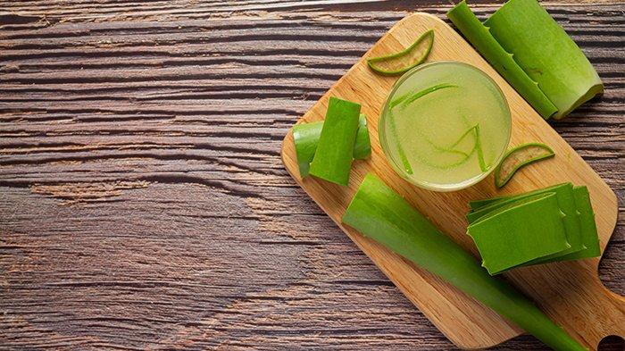 Ilustrasi tanaman Lidah Buaya