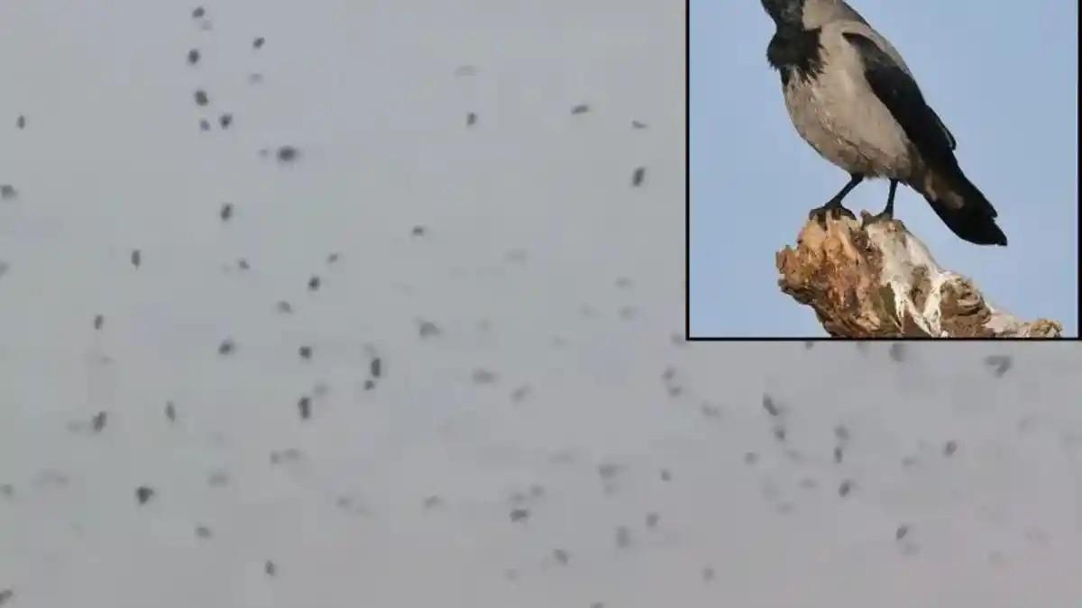 MIGRASI - Foto tangkap layar dari media sosial yang menunjukkan ribuan burung gagak terbang di atas ibu kota Israel, Tel Aviv, Selasa (24/3/2026). Burung gagak di Tel Aviv, Israel, memicu perbincangan bahwa burung-burung tersebut merupakan pertanda bencana.