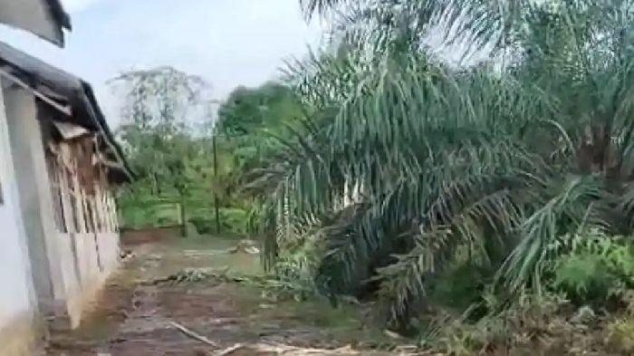 Gajah tersebut masuk ke area sekolah dan mengobrak-abrik kebun warga