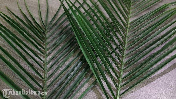 Daun Palma untuk perayaan Minggu Palma. (TribunKaltara.com/Cornel Dimas Satrio K)