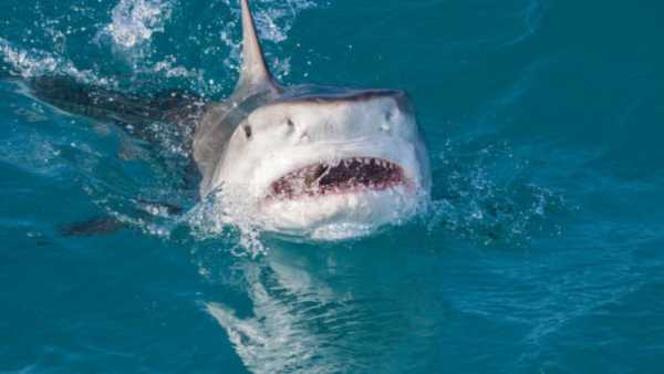 Sharks in this country are intoxicated with cocaine, when scientists looked at them, this truth came to light