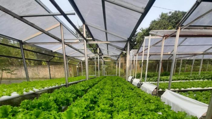 Kebun Hidroponik milik Arison di Toapaya Asri Bintan Kepri