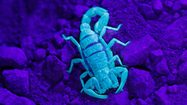 A scorpion glowing green under ultraviolet light