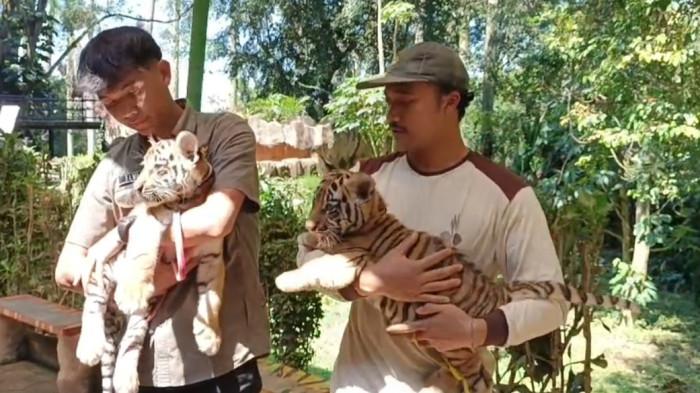 Huru dan Hara, dua anak harimau Benggala jalan tengah bersantai pagi dengan mendapatkan asupan sinar matahari, Senin (22/9/2025). Keduanya saat ini berusia 78 hari. Kegiatan penjemuran ini dilakukan di tengah kondisi Kebun Binatang Bandung yang masih tutup, lantaran adanya kekisruhan internal.