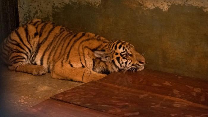 Harimau di Kebun Binatang Bandung. Dua anak harimau Benggala di Kebun Binatang Bandung, Huru dan Hara, mati akibat terinfeksi virus Panleukopenia (parvovirus) yang dibawa oleh induknya.
