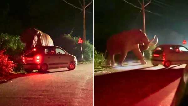 Viral Video: Car freed from the jaws of death! The giant elephant tossed it like a toy with its trunk, then whatever the driver did…