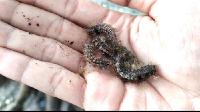 ILUSTRASI. Damkar Sukoharjo membersihkan ulat bulu di pohon di Kecamatan Baki. Di Boyolali juga muncul keberadaan ulat bulu ini. 