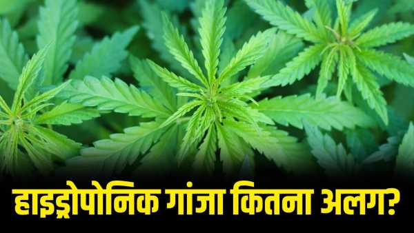 What is hydroponic hemp, why has smuggling increased? 25 kg seized from Hyderabad