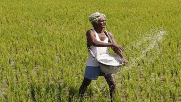 We have enough stock of seeds…Government gives confidence to farmers amid Iran-America war