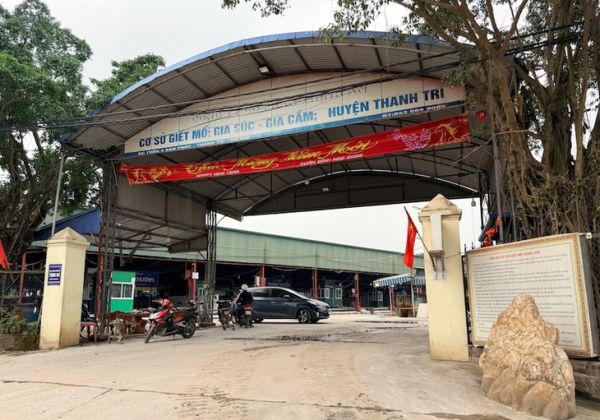 heo bệnh - Ảnh 1.