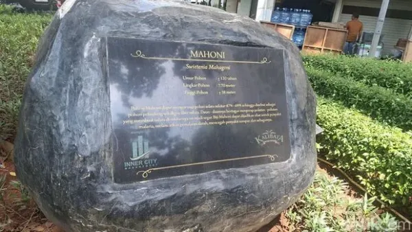 Pohon mahoni raksasa di Kalibata, Jaksel