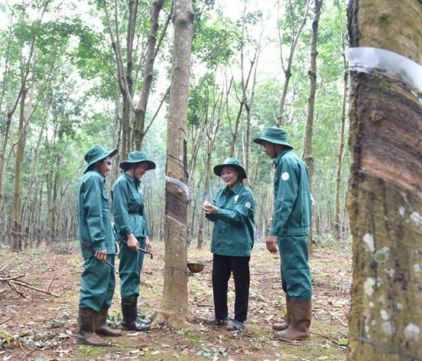 Các công ty của VRG tại Lào góp phần phát triển địa phương - Ảnh 5.