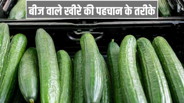 Whether the cucumber has seeds or not… try these methods while buying, there will be no problem.