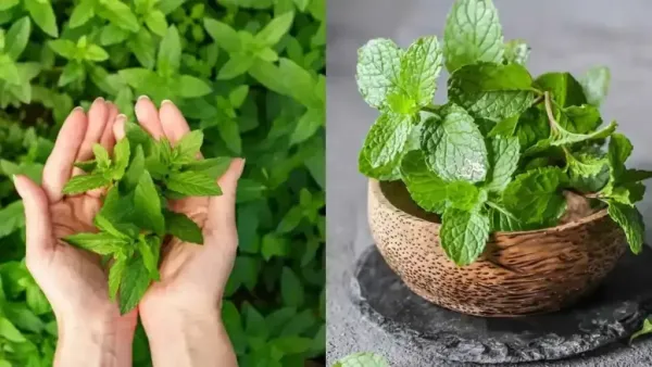 split images of pudina on hand and pudina on pot