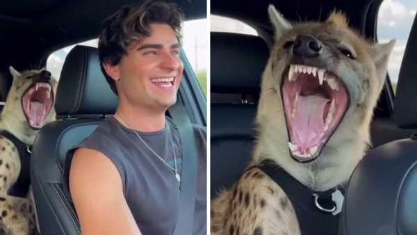 Viral Video: This guy is swinging a hyena in the car, you won't be able to stop laughing after watching the entire video!