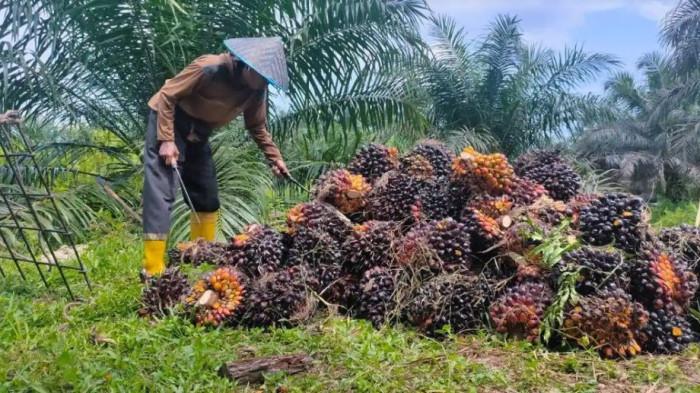 HARGA SAWIT JAMBI - Petani sawit di Jambi sedang memanen kelapa sawit. Harga TBS kelapa sawit di Jambi setelah lebaran cukup tinggi.