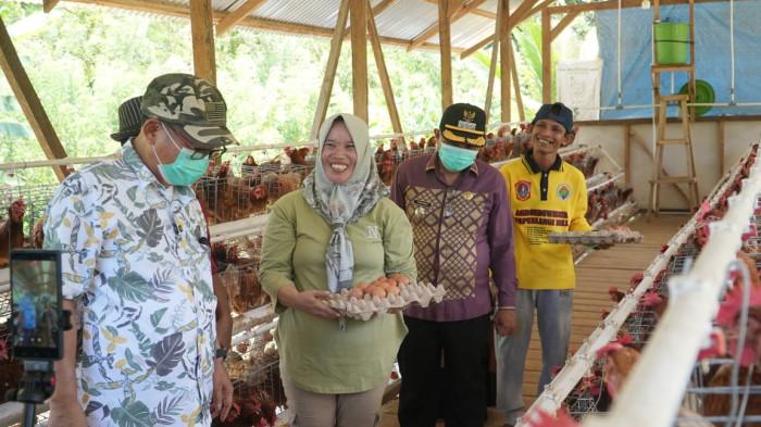 PANEN TELUR - Bupati Gorontalo Utara, Thariq Modanggu memanen telur ayam di dua Badan Usaha Milik Desa (BUMDes) pada Kamis 2 April 2026.