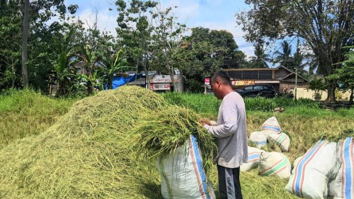 PAKAN SAPI -- Warno Rifai saat ditemui TribunGorontalo.com di sebuah lahan persawahan, Kelurahan Liluwo, Kecamatan Kota Tengah, Kota Gorontalo, Provinsi Gorontalo, Minggu (5/4/2026). Warno merupakan warga Desa Hutabohu, Kabupaten Gorontalo.