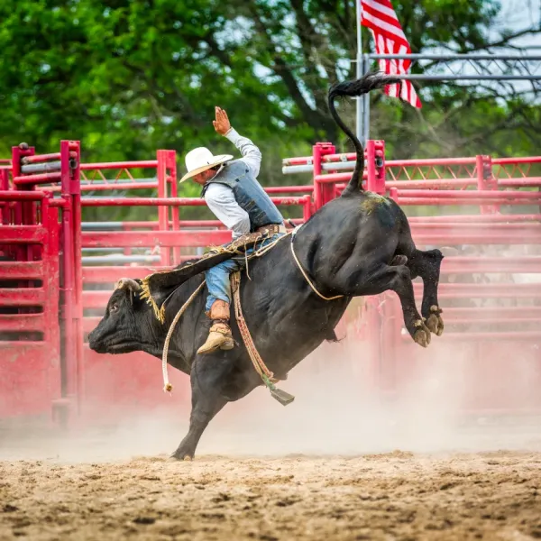 man riding bull at rodeo