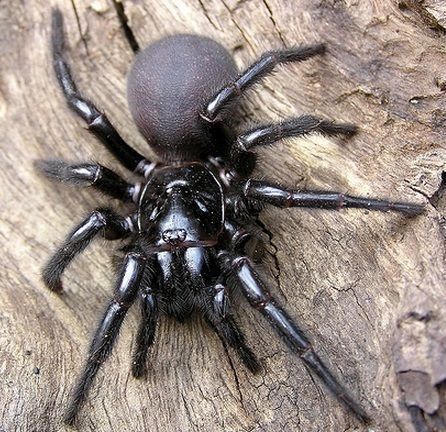 This may contain: a black spider sitting on top of a tree branch