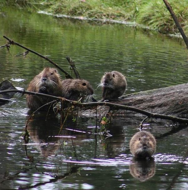 This may contain: three beavers in the water near a log and some branches with leaves on it