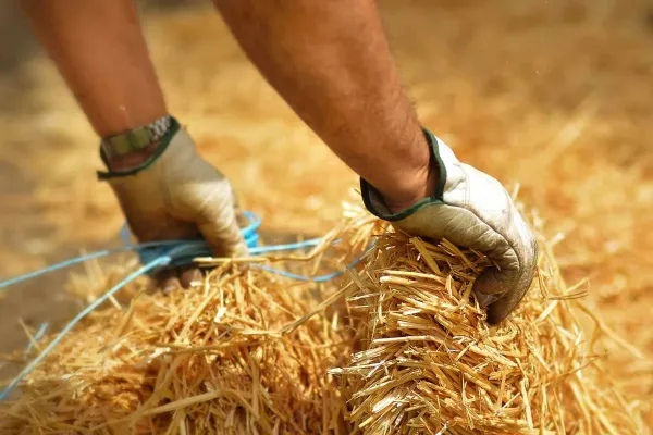 Straw mulching can help plants stay alive for long hours