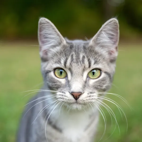 why universe assigned you grey cat