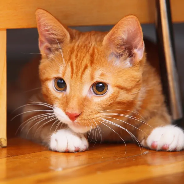 why universe assigned you orange cat