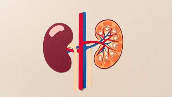 How does eating too much protein damage the kidneys? Learn from experts