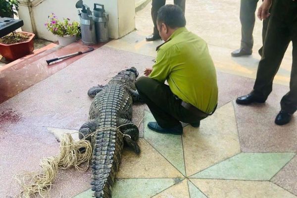 cá sấu - Ảnh 1.