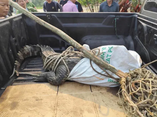 cá sấu - Ảnh 2.