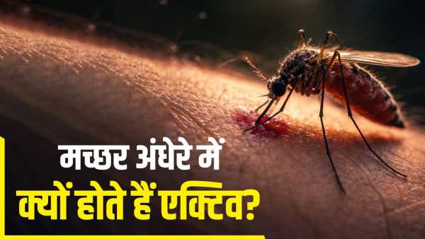 Mosquitoes: How do mosquitoes find humans in the dark, why do they bite only at night?