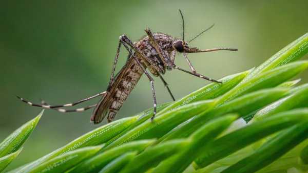 How Mosquitoes Find You In The Dark