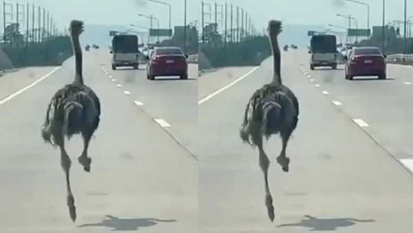 Viral: Ostrich seen galloping on the highway like vehicles, people were shocked after seeing the sight