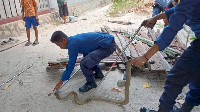 EVAKUASI ULAR KOBRA - Petugas Damkar Natuna saat mengevakuasi ular korba yang sempat bikin panik warga Tanjung, Kecamatan Bunguran Timur Laut, Rabu (8/4/2026).