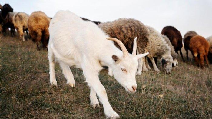 Ilustrasi Shio Kambing.