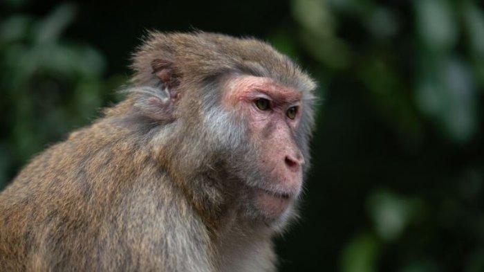 Ilustrasi Monyet.