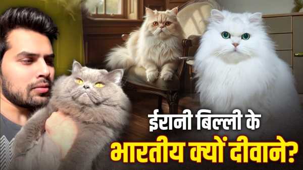 Iran: How much does Iran's Persian cat cost in India, on which Indians are crazy?