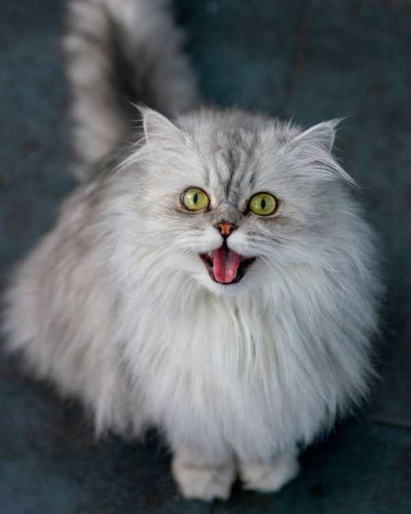 Persian Cat Price