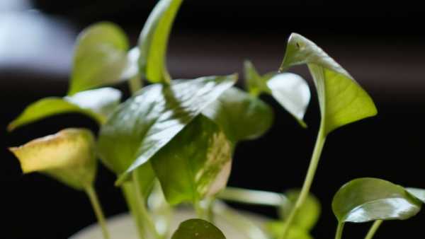 Money Plant Vastu: If you have planted a money plant in the house then keep these things in mind, otherwise your pockets will be empty!