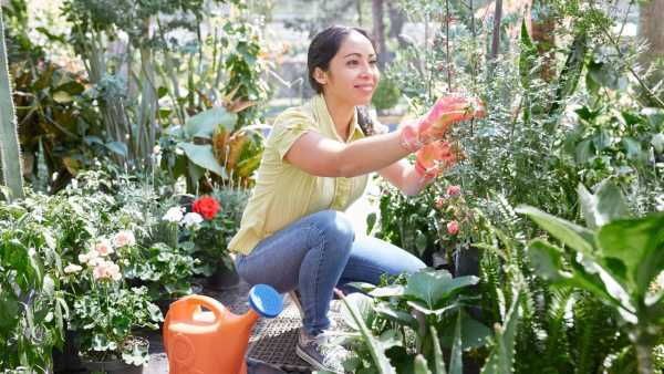 Gardening Tips: Plants will not dry up even in summer, adopt this smart trick, the hassle of watering every day is over!