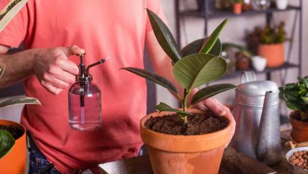 Auspicious Plants For Home