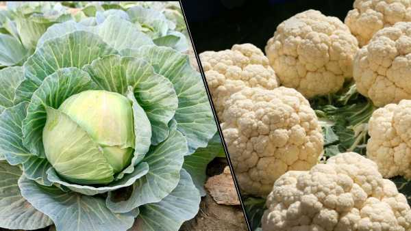 Cabbage vs Cauliflower: Cauliflower or Cabbage…which has more nutrients, which is more beneficial to eat?