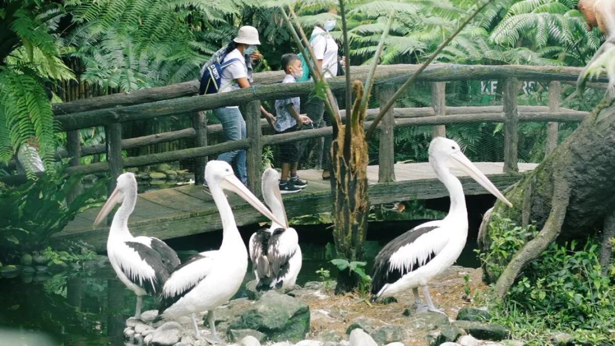 Liburan ke Bali? Tasta Zoo bisa jadi pilihan wisata keluarga dengan koleksi satwa lengkap.