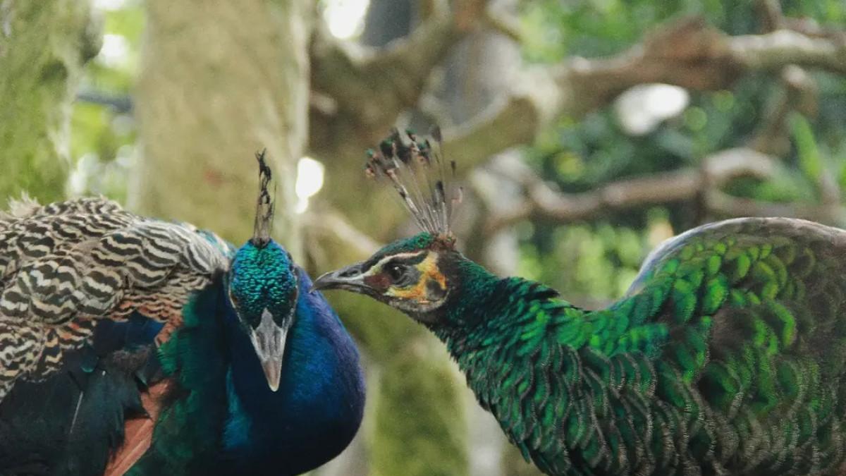 Tasta Zoo di Tabanan Bali menawarkan pengalaman lihat satwa dan suasana alam yang sejuk.