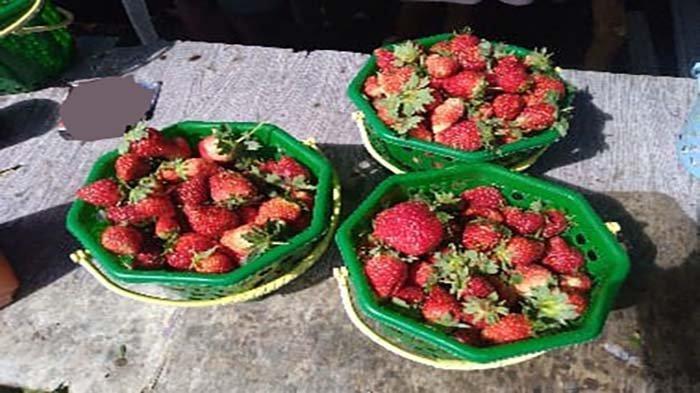 Buah Strowberi di Kawasan Agrowisata Kelimutu Ende